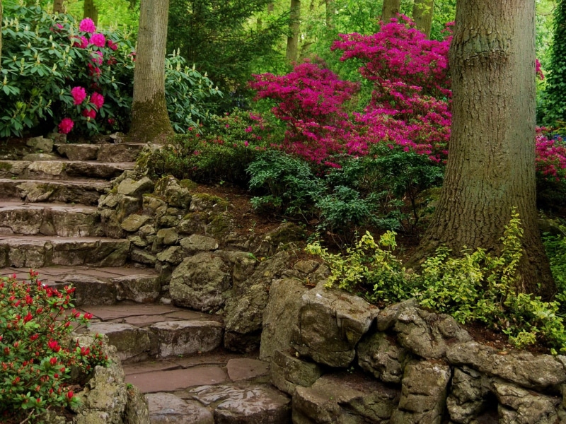 stone wall, rock, tranquility, flowering plant, camouflage, day, plant, no people, nature, flowers, brown, ornamental garden, green, solid, stairs, beauty in nature
