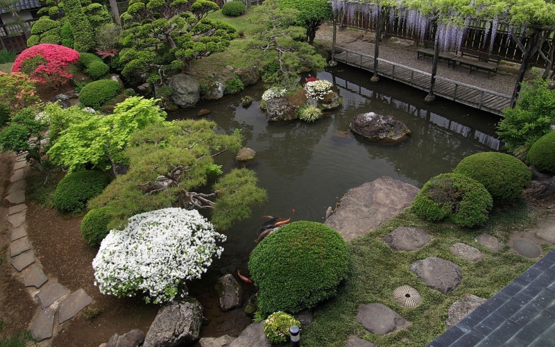 plant, japanese garden, day, tranquility, fish, rock, tree, 1080P, growth, formal garden, high angle view, water, lake, plants, no people, rock - object
