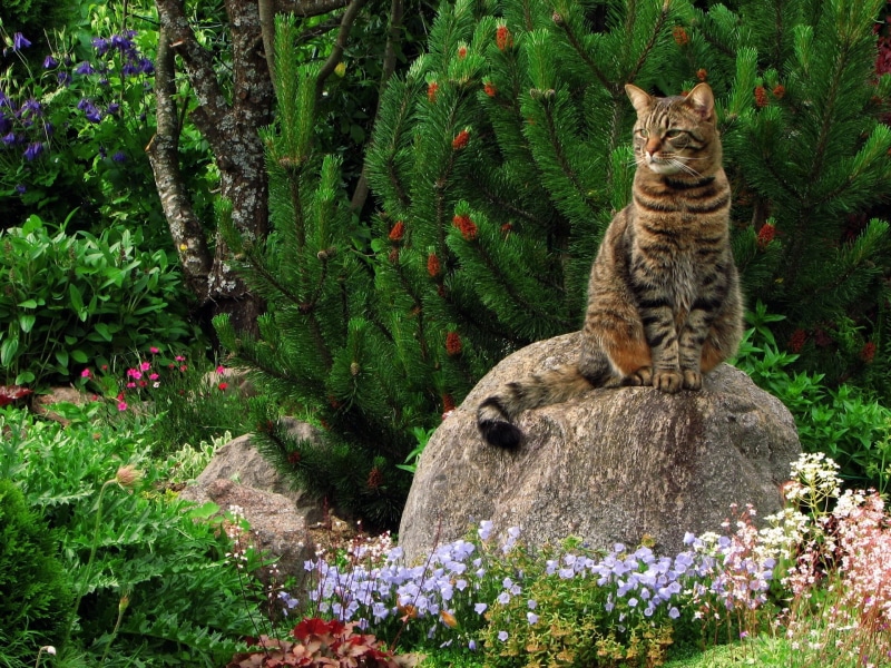 tree, no People, sitting, forest, growth, animal, wildlife, fur, rock - object, feline, cat, vertebrate, grass, beauty In Nature, landscape, domestic Cat
