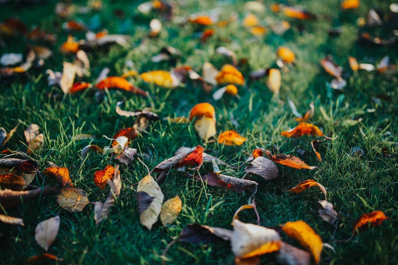 flower, yellow, grass, growth, rocks, autumn, plant part, day, nature, autumn garden, no people, forest, falling, focus on foreground, land, vulnerability