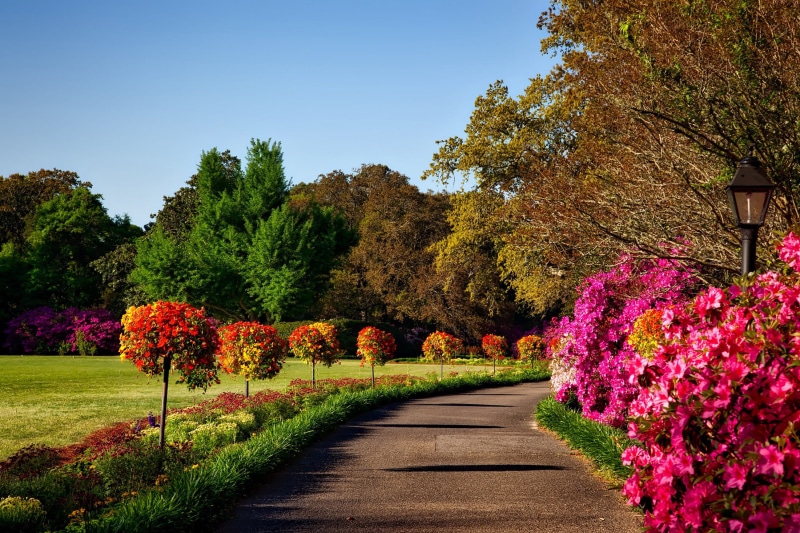 1080P, multi colored, flowering plant, landscape, flowers, nature, Gardens, public domain, diminishing perspective, flower, pink color, the way forward