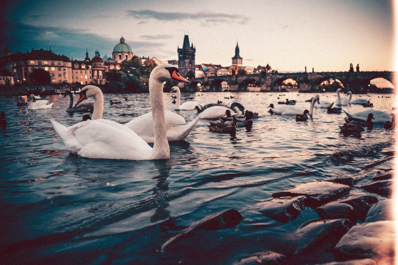 charles bridge, 4K, buildings, charles, no people, bird, swan, animal, swans, river side, sunset, animals, city, prague, sky, bridge, autumn, cityscape