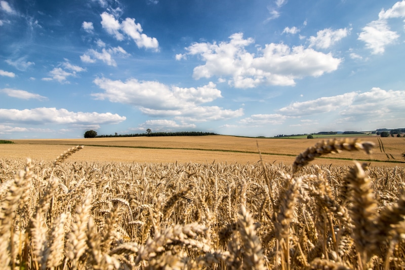 cereal Plant, Clouds, Hiking, grasses, growth, blue, sky, Deutschland, Wheat, Feld, Weizen, macro, Nature, Canon  EOS  700d, Sauerland, 5K, yellow, Endless