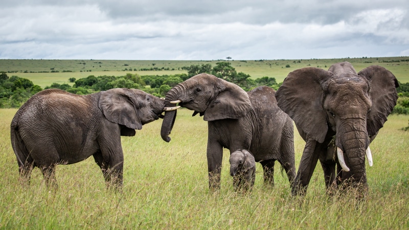 african, tablet, african elephant, savanna, 4K, environment, group of animals, elephant, mating, animal wildlife, animal trunk, safari, outdoors