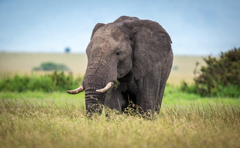 Africa, mammal, african elephant, plant, nature, no people, animal wildlife, 1080P, elephant, field, animal, grass, animal body part, safari, animals