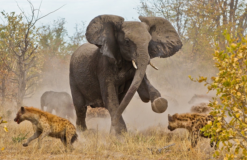 2K, animal themes, african elephant, elephant, animal wildlife, animal, no people, mammal, hyenas, safari, one animal, tusk, animal body part, plant, animals