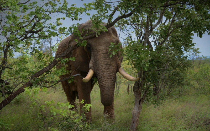 one animal, elephant, herbivorous, animals, tusk, african elephant, vertebrate, land, animals in the wild, animal, no people, outdoors, tree, day, animal wildlife