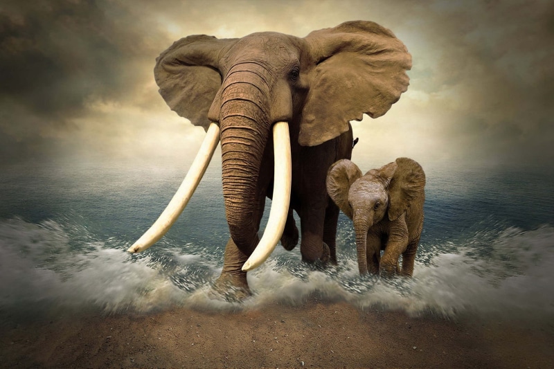 elephant, 1080P, tusks, elephants, photoshop, sea