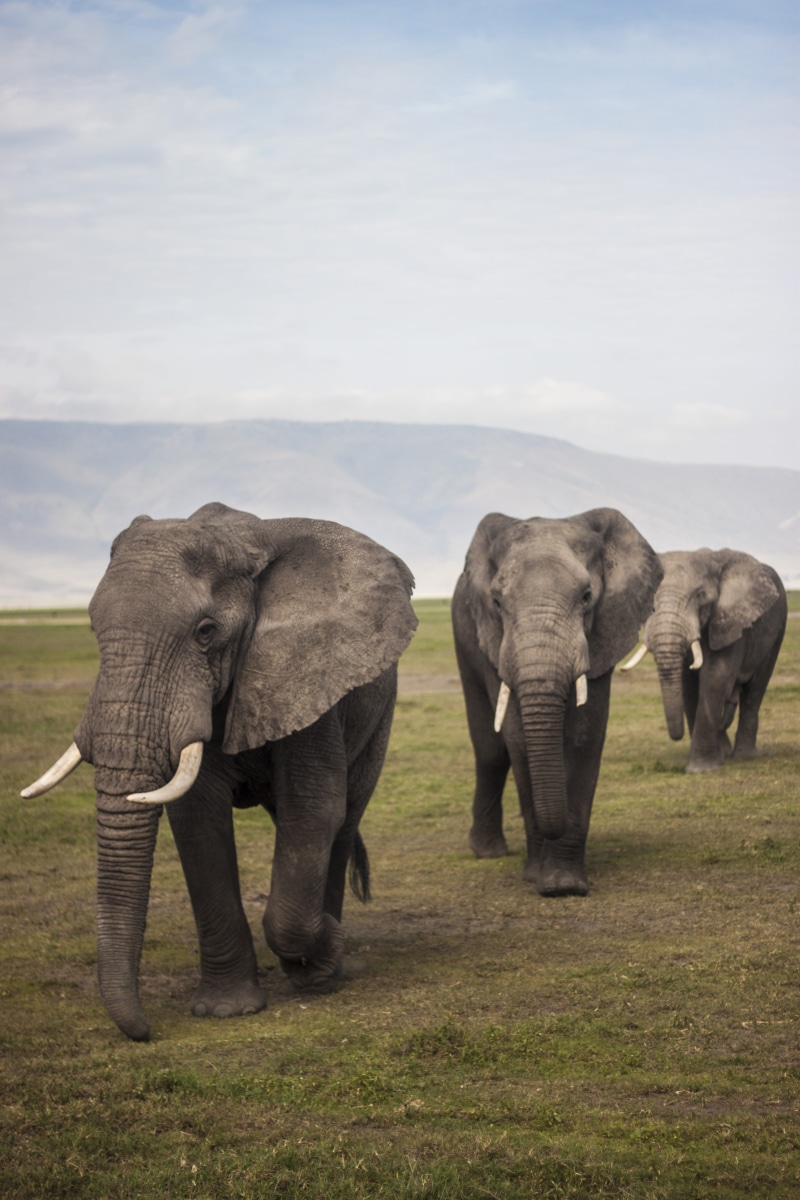daytime, day, africa, mammal, mountain, animal wildlife, land, elephant, animal family, 4K, herd, animal trunk, park, animal, plant, wildlife, three, african elephant