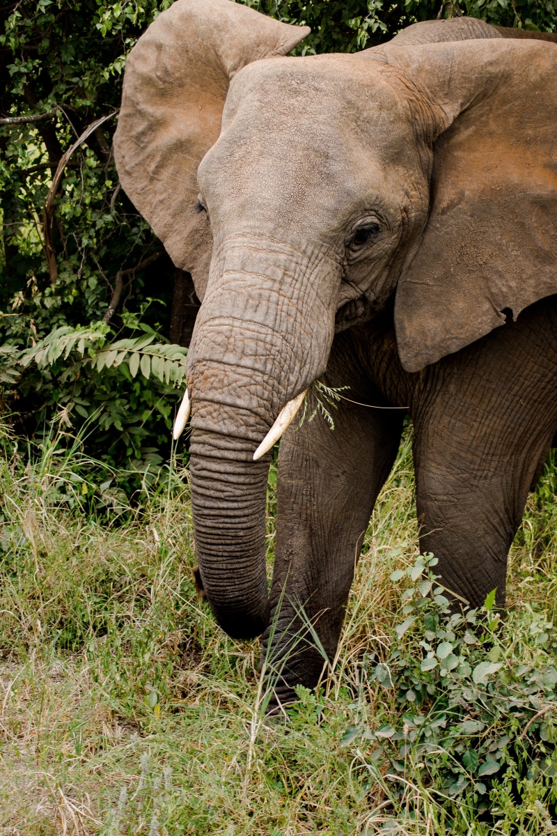 africa, animal trunk, nature, grass, jungle, mammal, animal, tusk, animal themes, tanzanium, forrest, herbivorous, tree, brown, animal body part, elefante
