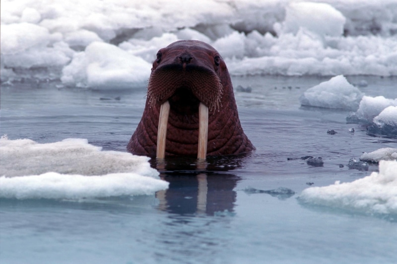 marine, ice, animal body part, animal, 1080P, beauty in nature, animal wildlife, mammal, winter, animal head, day, animal themes, cold temperature, walruses