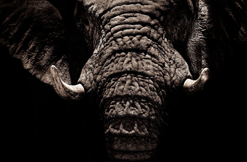 wrinkles, tusks, animals, close-up, dark, black background, animal, 2K, elephant, mammal, black, textured, low angle view, one animal, beauty in nature