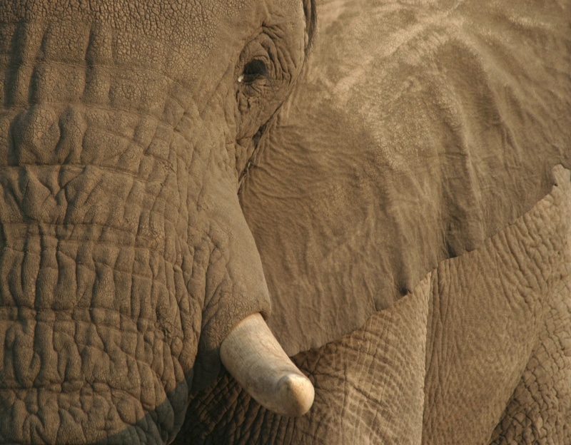 Elephant, Tusk, Eye, 1080P, Animal