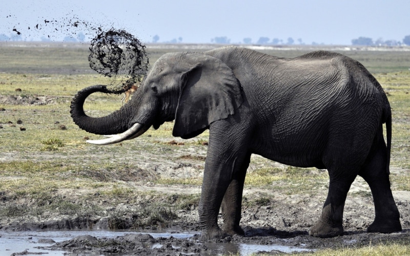 720P, elephant, shower, puddle, mud, mud puddle, tusks, elephants, trunk