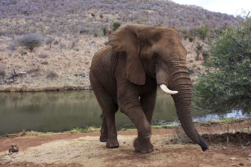 reserve, national Park, africa, trees, mammals, grey, day, animal themes, no people, african Elephant, tusk, one animal, 4K, animal body part, animal trunk