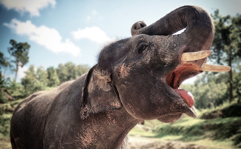 sky, vertebrate, nature, animal head, wash, tree, 4K, animal themes, animal mouth, one animal, herbivorous, pachyderm, Open, animal wildlife, land, chiang