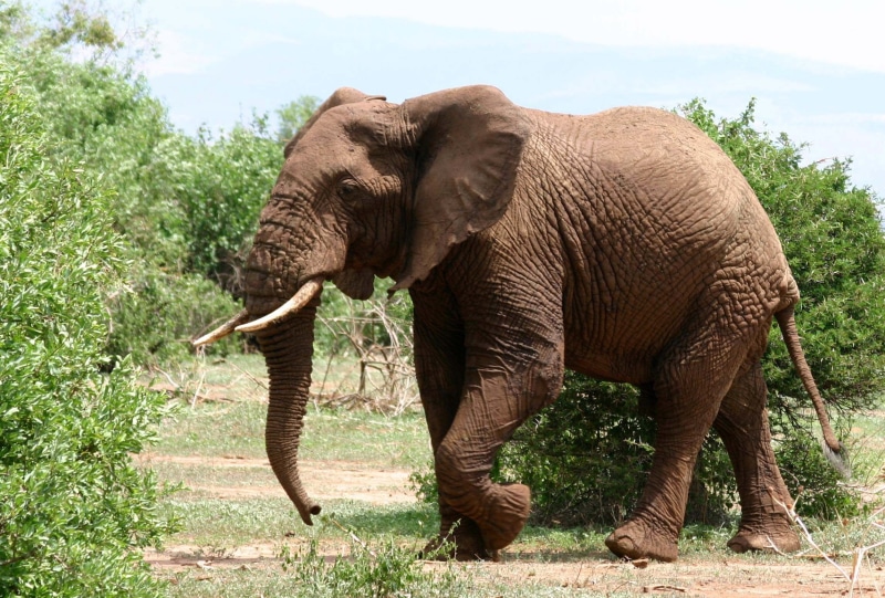 day, animal, tree, animal wildlife, no people, animal body part, african elephant, one animal, animal trunk, Animales, mammal, plant, Elefante, vertebrate