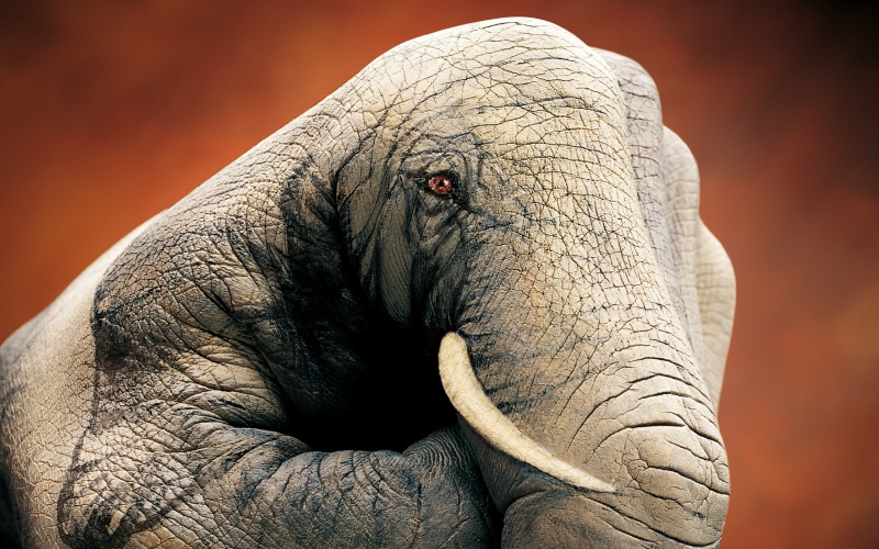 animal body part, focus on foreground, vertebrate, day, close-up, photo manipulation, asian elephant, mammal, animal eye, hands, one animal, indoors, animals in the wild