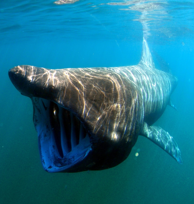 vertebrate, no people, Cetorhinus maximus, marine, blue, aquatic Mammal, basking, swimming Animal, animal wildlife, pacific Ocean, day, photo, animals in the wild
