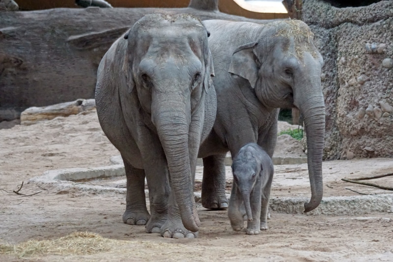 mud, nature, african elephant, animal themes, outdoors, 5K, animal, zoo, no people, elephant, photo, mother, land, zoology, elephas maximus, mammal, animal wildlife