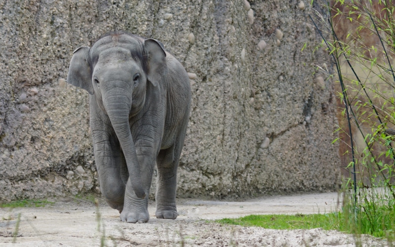 animal trunk, plant, herbivorous, Young Animal, elephas maximus, safari animals, animal body part, 5K, animal wildlife, one animal, vertebrate, nature