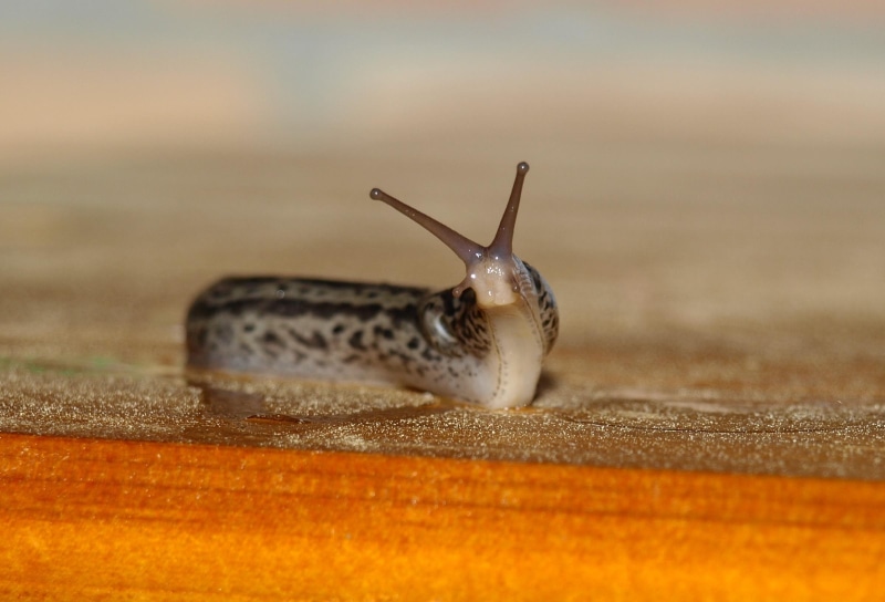 insect, slug, animal antenna, tigerschnecke, probe, snail, crawl, mollusk, selective focus, slowly, nature, animal body part, outdoors, large limacidae