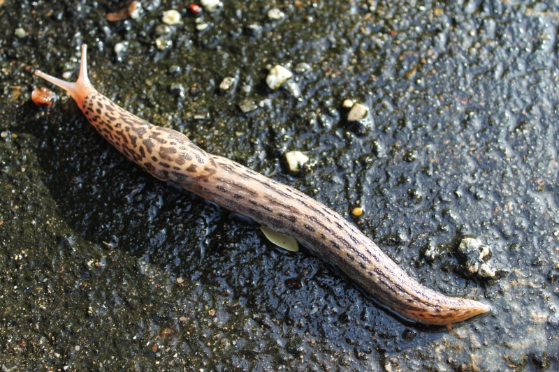 animal themes, insect, no person, day, worm, reptile, animals in the wild, slug, invertebrate, animal body part, gastropod, 4K, animal wildlife, no people