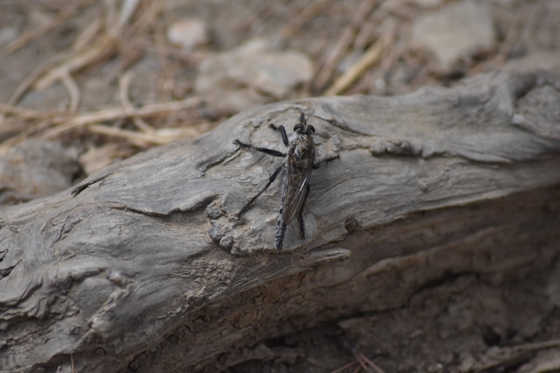 machimus maximus, animal, animal wildlife, animal themes, 5K, wood - material, one animal, nature-surprising, textured, day, selective focus, tree trunk
