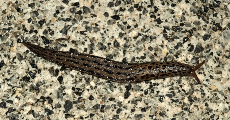 black color, high angle view, nature, snail, reptile, limax maximus, animal, one animal, large limacidae, animals in the wild, 2K, zoology, tigerschnecke