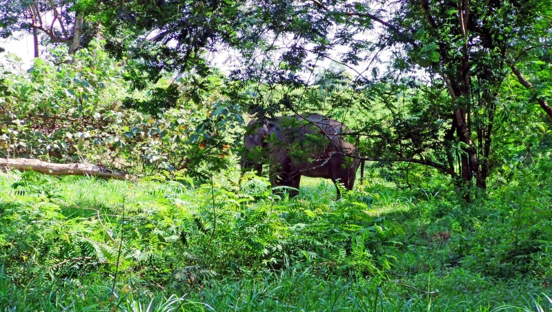 plant, field, nature, land, lush foliage, grass, branch, forest, tranquility, elephas maximus sumatranus, green color, scenics - nature, beauty in nature