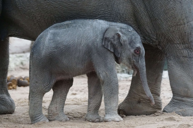 safari, elephant calf, animal trunk, no people, animal body part, vertebrate, 4K, day, african elephant, zoo, herbivorous, animal wildlife, nature, animal family