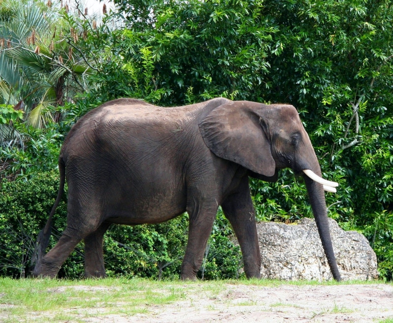 green, maximus, Ivory, heavy, side view, safari Animals, Tusk, walking, huge, day, large, young Animal, strong, animal wildlife, big, savanna, pachyderm