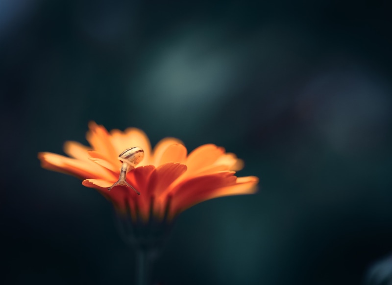 macro, 1080P, animals, snail, Pascal Roques, orange flowers, closeup