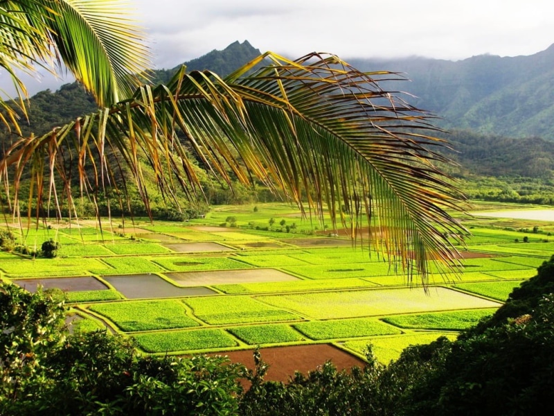 photography, grass field, green, landscape, palm Tree, green grass, palm, Kauai, export, mountain, beauty, order, view, landscape photography, taro, rain