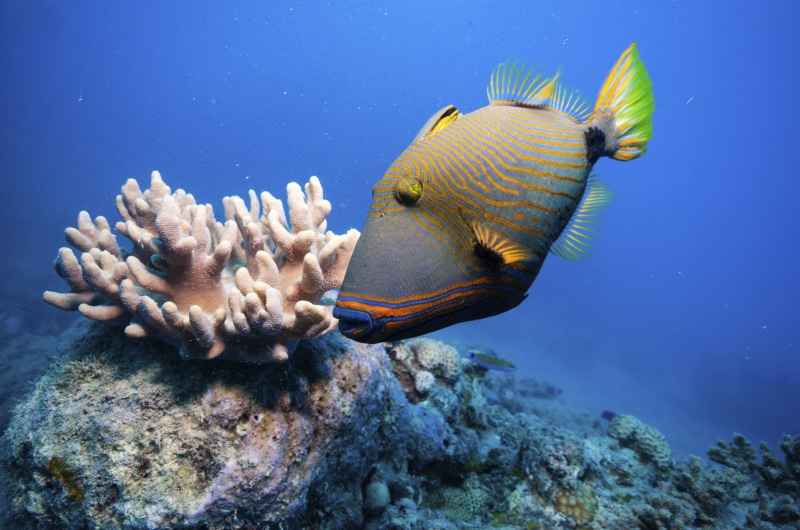 living, richness, tropical, highest, aculeatus, triggerfish, pacific, rhinecanthus, worldwide, 720P, subtropical, indo, oceans, species
