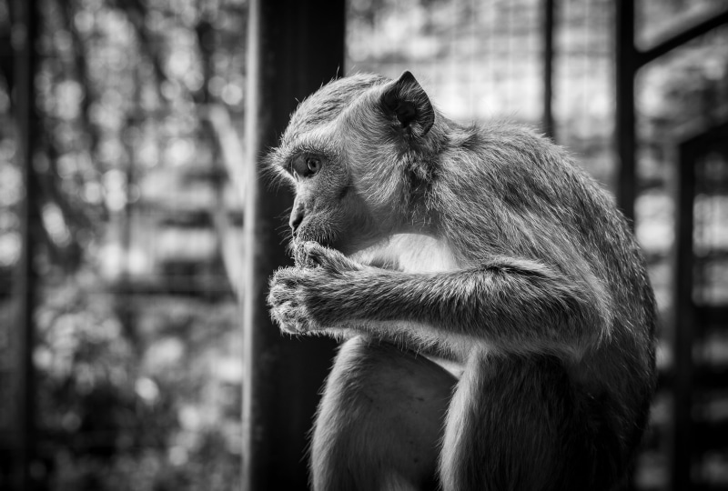 animals, close-up, baboon, malaysia, nature, animal wildlife, vertebrate, no people, primate, 2K, outdoors, mammal, one animal, animal themes, zoo, food
