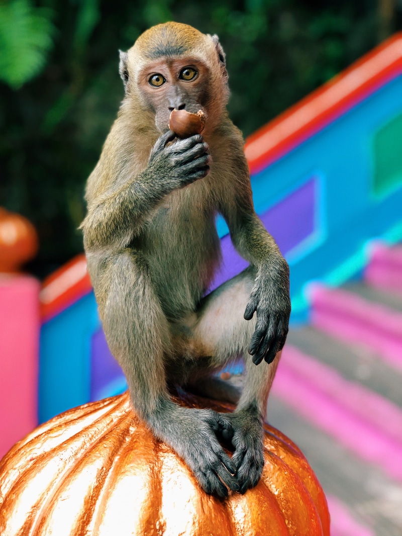 animal wildlife, kuala lumpar, one animal, close-up, looking, focus on foreground, mammal, produce, india, brown, portrait, no people, day, nuts, sitting