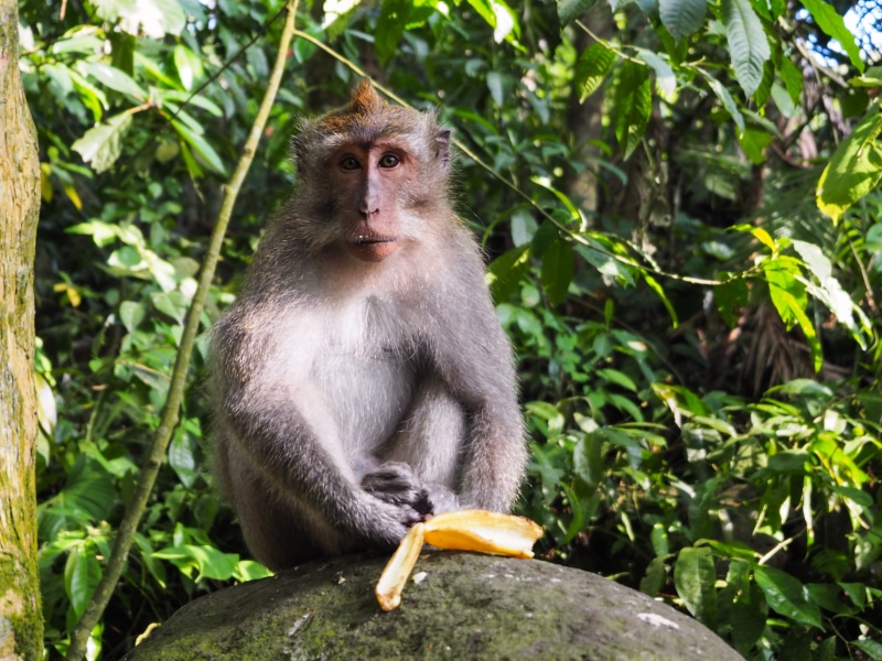 Kuala Lumpur, apixtravel, primate, vertebrate, 4K, sitting, the monkeys, one animal, tropical rainforest, rainforest, love, animal wildlife, mammal, tree