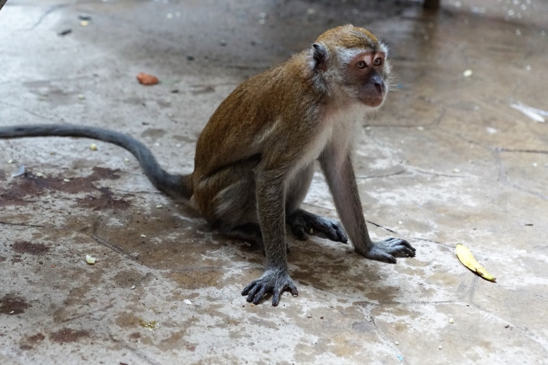 fur, one animal, portrait, vertebrate, looking, outdoors, travel, wood, kong kuala, mammal, hindu, tail, animal wildlife, sit, zoology, cute, wild, animal