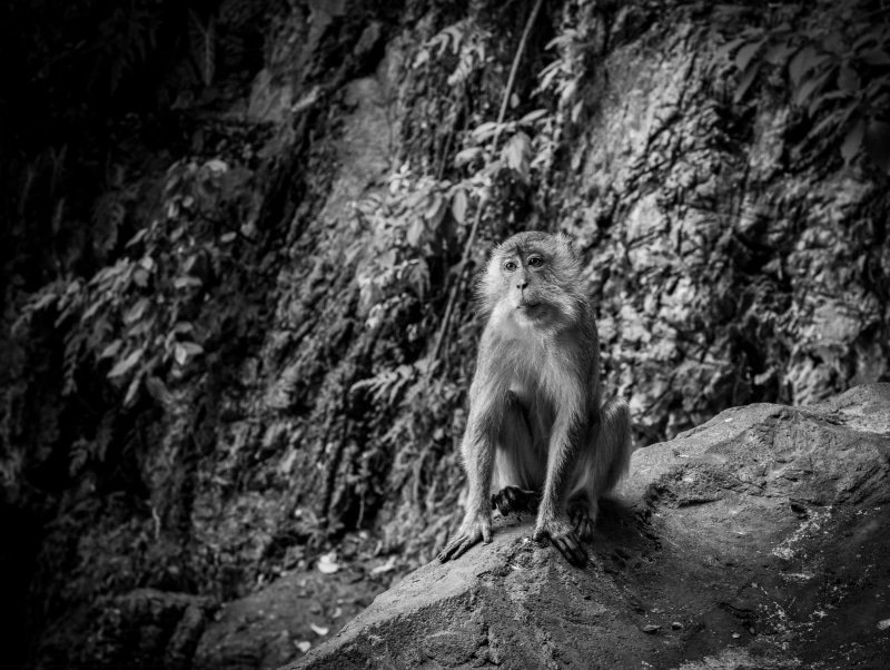 rock formation, animals in the wild, black and white, weasel, focus on foreground, possum, outdoors, zoo, monkey, nature, baboon, mammal, one animal, forest