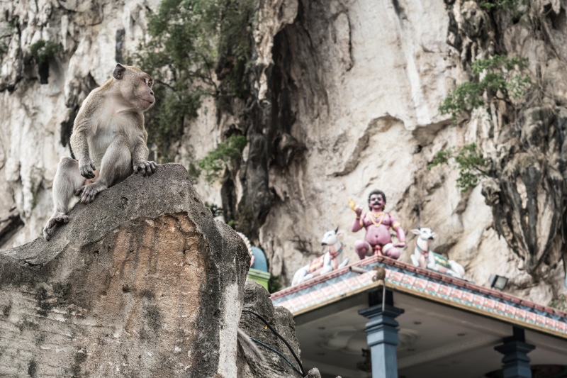 no people, religion, hinduism, mammal, indi, belief, malaysia, animal themes, sculpture, outdoors, solid, temple, rock, sitting, batu caves, day, architecture