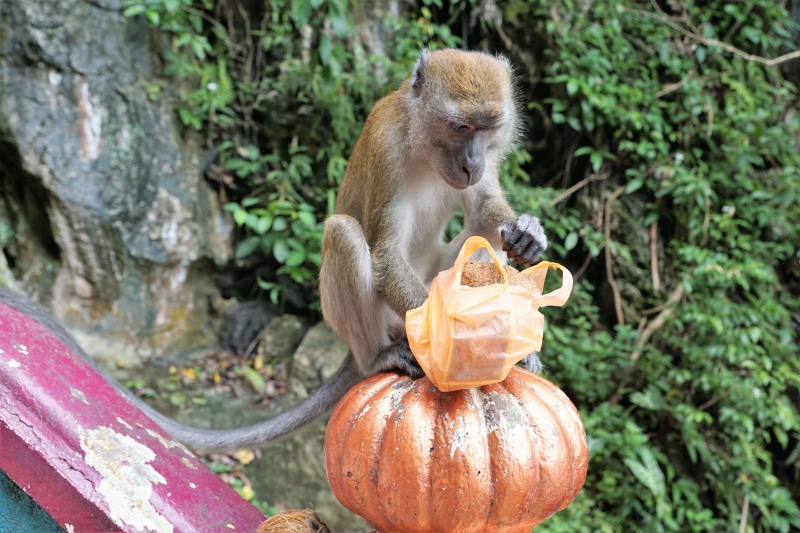 temple, food and drink, primate, eyes, cheeky, animal world, tree, cute, summer, batu caves, leaf, portrait, religion, focus on foreground, wood, jungle