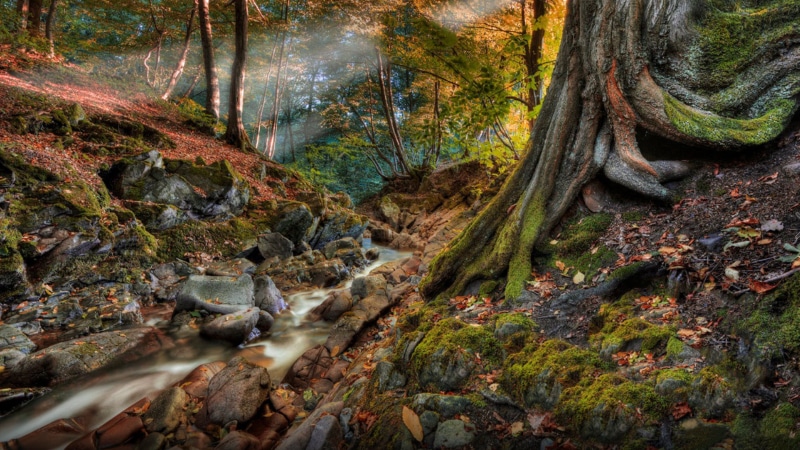 zealand, outdoors, beauty in nature, change, autumn, nature, stream - flowing water, tree, tranquil scene, southeast, mountains, flowing, water, plant