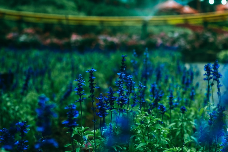 vulnerability, garden, flower, beauty, beauty in nature, land, flowering plant, freshness, focus on foreground, trees, purple, nature, no people, bokeh