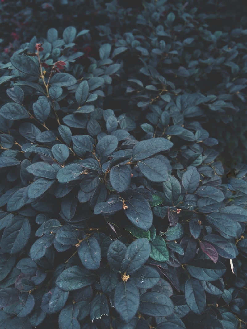 green, flowering plant, beauty in nature, nature, outdoors, jl. bukit berbunga no.185, selective focus, close-up, leaf, day, tranquility, flower, 4K, no people
