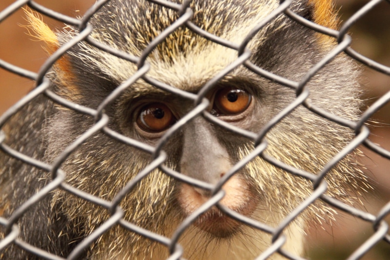 chainlink fence, metal, animals in captivity, 4K, sharp, indonesia, animal, animal head, beak, eyes, batu secret zoo, close-up, zoo, stare, vertebrate