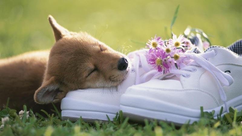 1080P, animals, loyalty, love, devotion, sweet, puppy, shoes