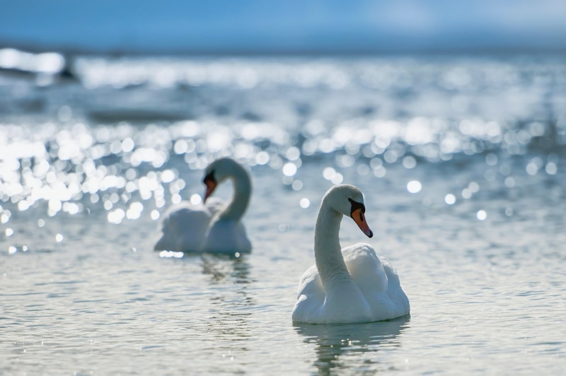 shine, swan, animal themes, blue, love, vertebrate, horizon, animal wildlife, waterfront, wildlife, beak, 1080P, white, cygnet, elegance, bird, two, swans