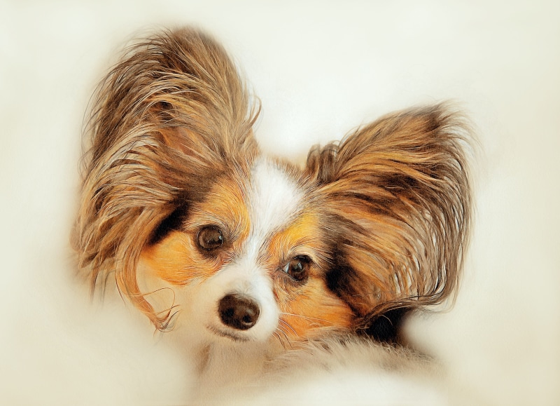 4K, black, animal hair, hair, dog, indoors, cavalier king charles spaniel, canine, purebred dog, the dog is a purebred, portrait, animal head, painting