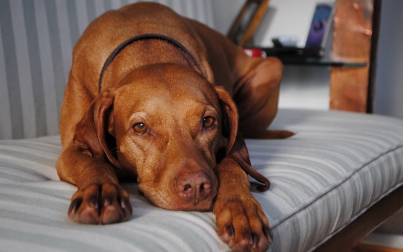 looking at camera, animal themes, dog, animal, tan, canine, devotion, adult, longing, home interior, furniture, portrait, mammal, pets, one animal, brown